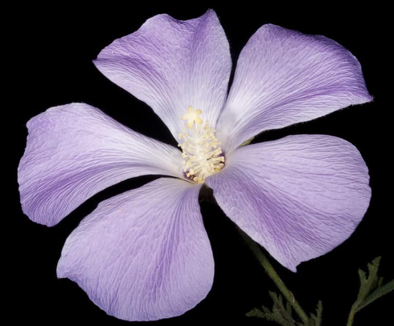 Alyogyne (Alyogyne)