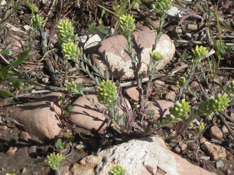 Alyssoides (Alyssoides)