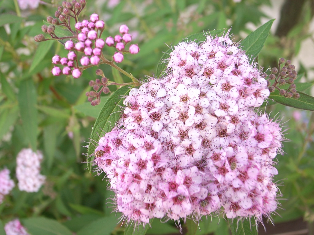 Alysse (Alyssum)