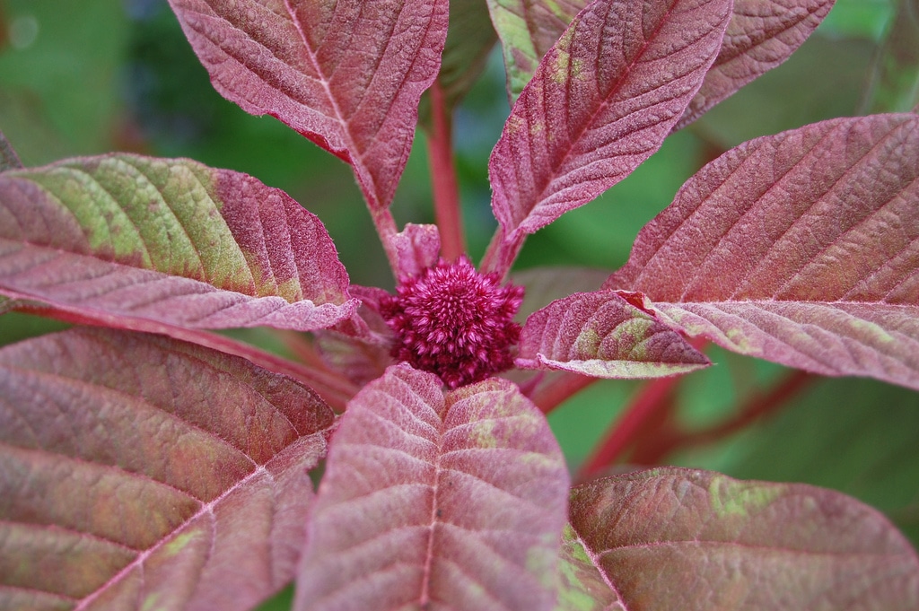 Amarante (Amaranthus)