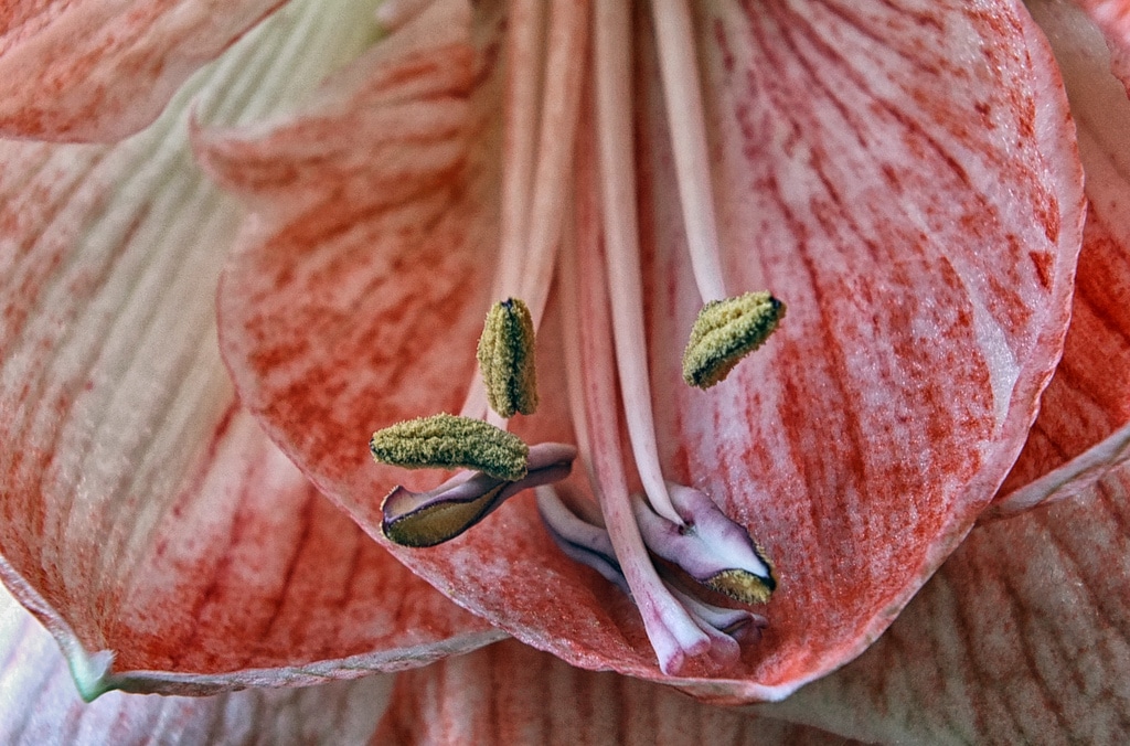 Amaryllis (Amaryllis)