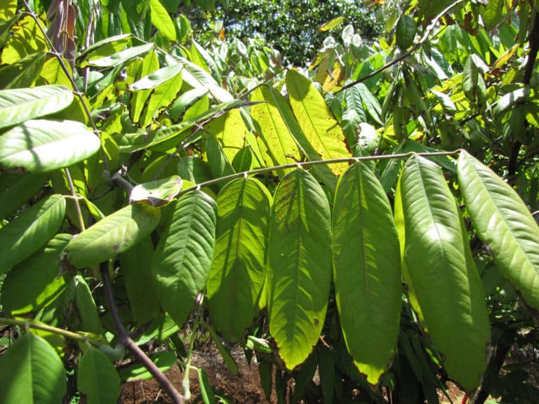 Amherstia (Amherstia)