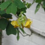 Amicia