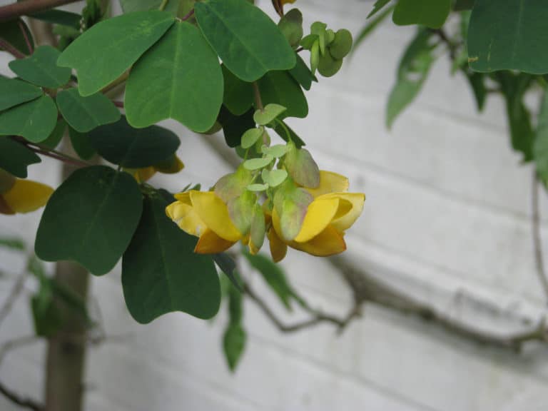 Amicia (Amicia)