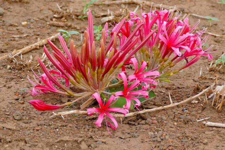 Ammocharis (Ammocharis)