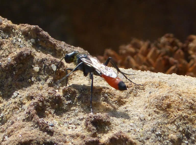 Ammophila (Ammophila)