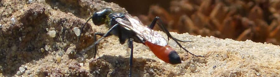 Ammophila