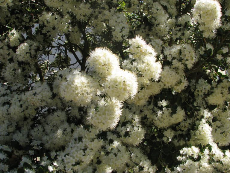 Amomyrtus (Amomyrtus)