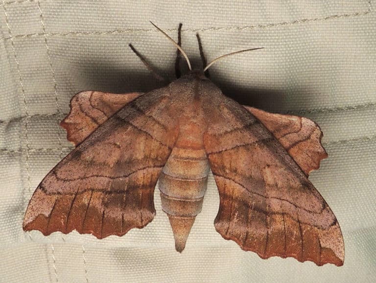 Faux-indigo (Amorpha)