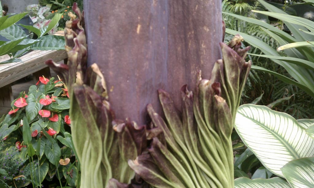Amorphophallus (Amorphophallus)
