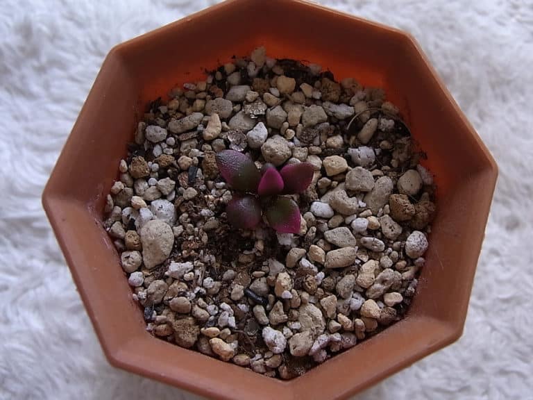 Anacampseros (Anacampseros)