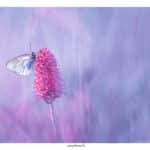 Anacamptis
