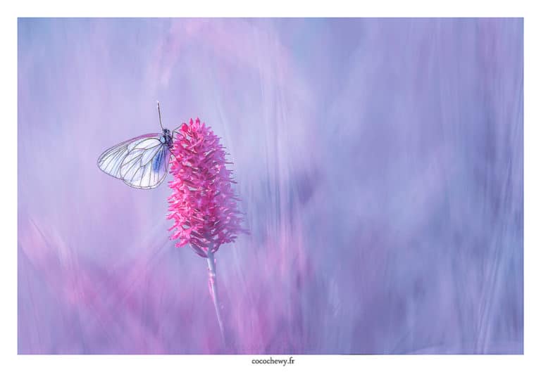 Anacamptis (Anacamptis)