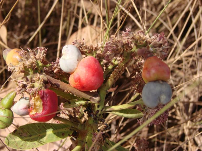 Anacardium (Anacardium)