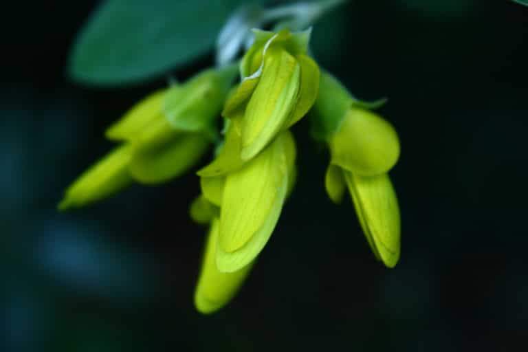 Anagyris (Anagyris)