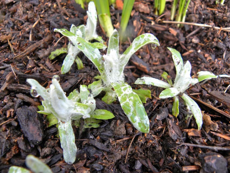 Anaphalis (Anaphalis)