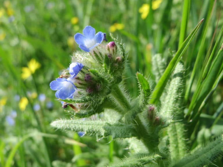 Buglosses (Anchusa)