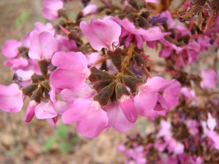 Andira (Andira)