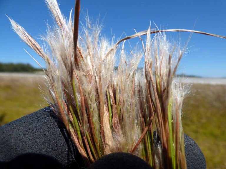 Andropogon (Andropogon)