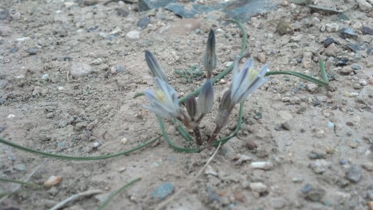 Androstephium (Androstephium)