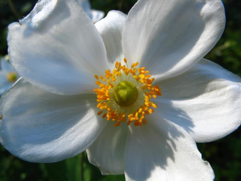 Anémone (Anemone)