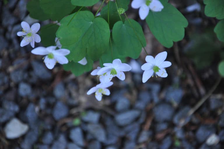 Anemonella (Anemonella)