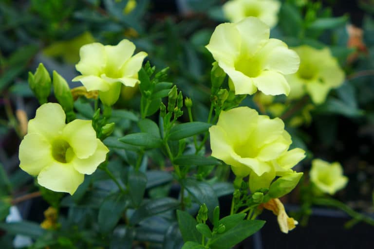 Angadenia (Angadenia)