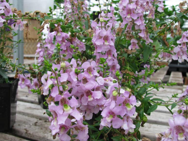 Angelonia (Angelonia)