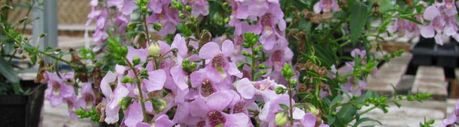 Angelonia