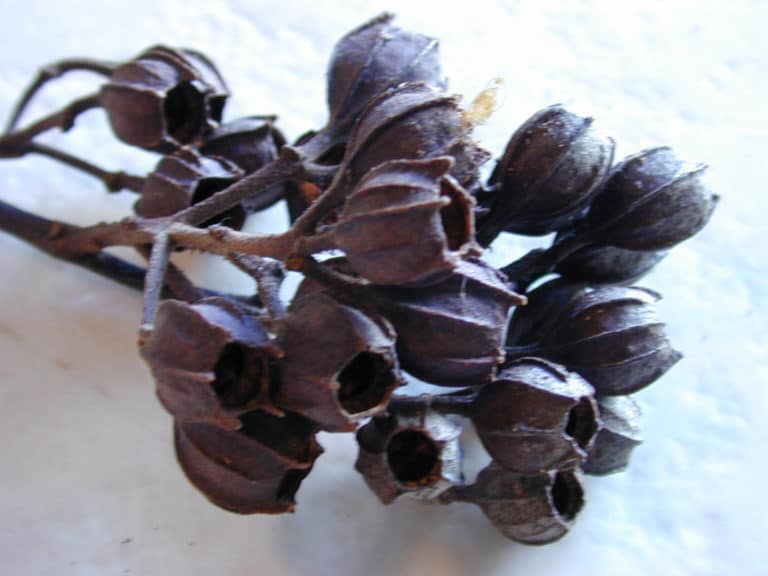 Angophora (Angophora)