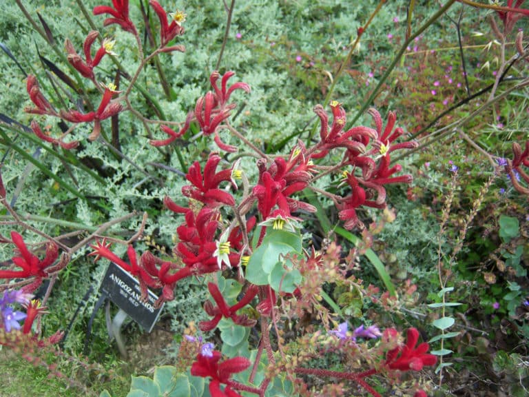 Anigozanthos (Anigozanthos)