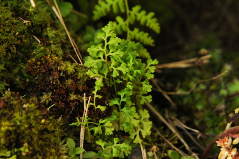 Anogramma (Anogramma)