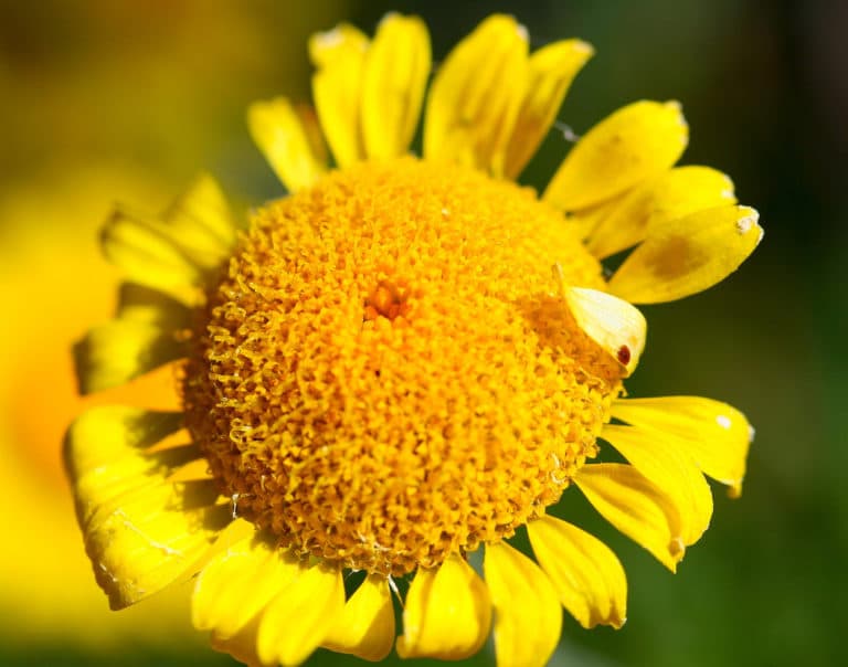 Anthémis (Anthemis)