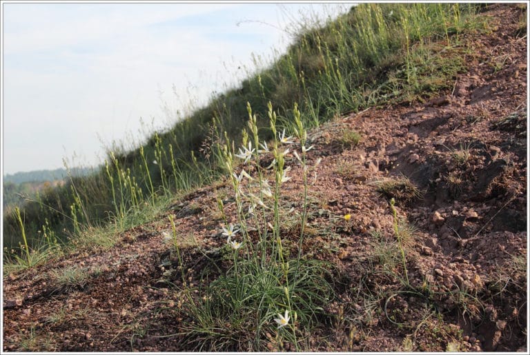 Anthericum (Anthericum)