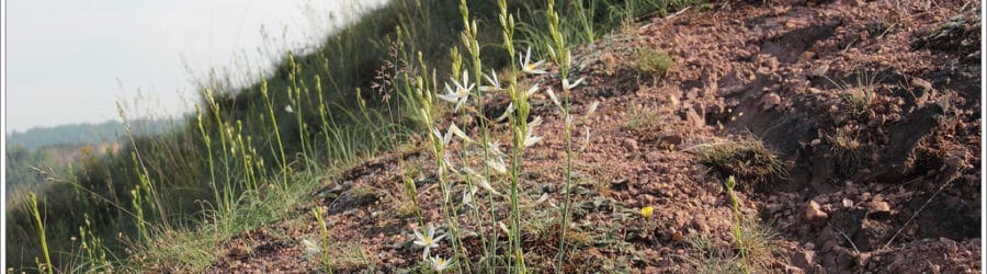 Anthericum