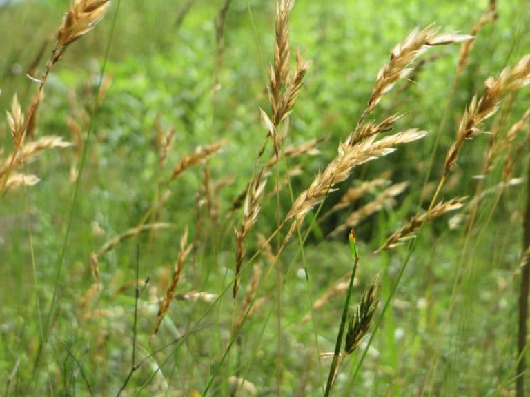 Anthoxanthum (Anthoxanthum)