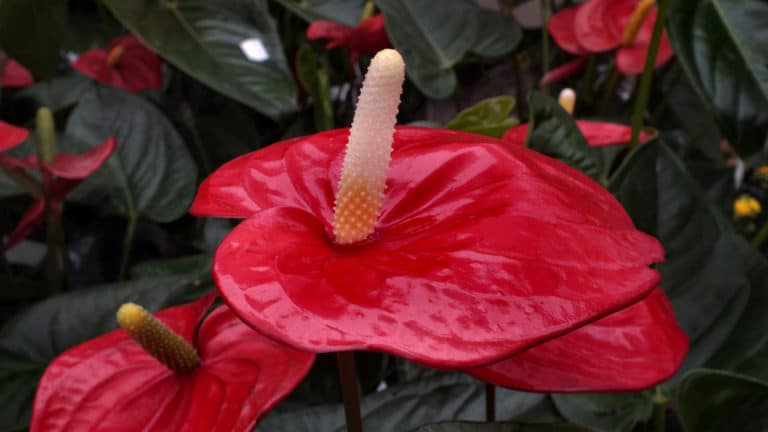 Langue de feu (Anthurium)