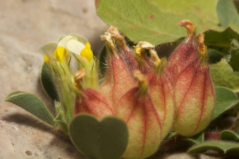 Anthyllide (Anthyllis)