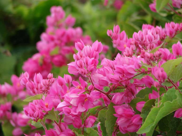 Antigonon (Antigonon)