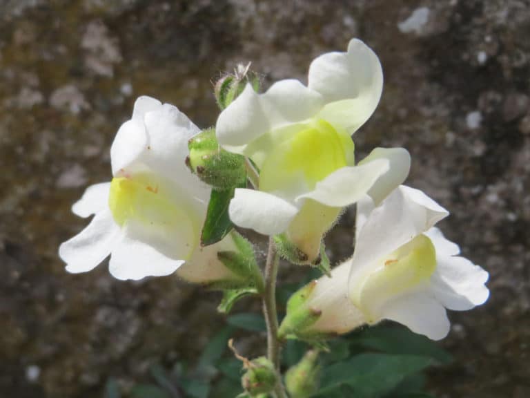 Mufliers (Antirrhinum)