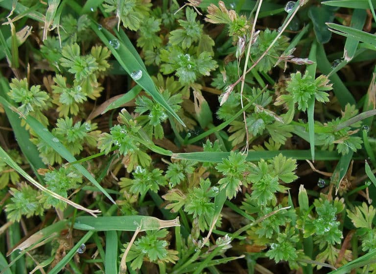 Aphanes (Aphanes)