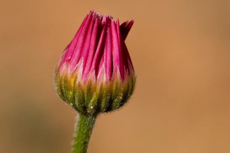 Aphanostephus (Aphanostephus)