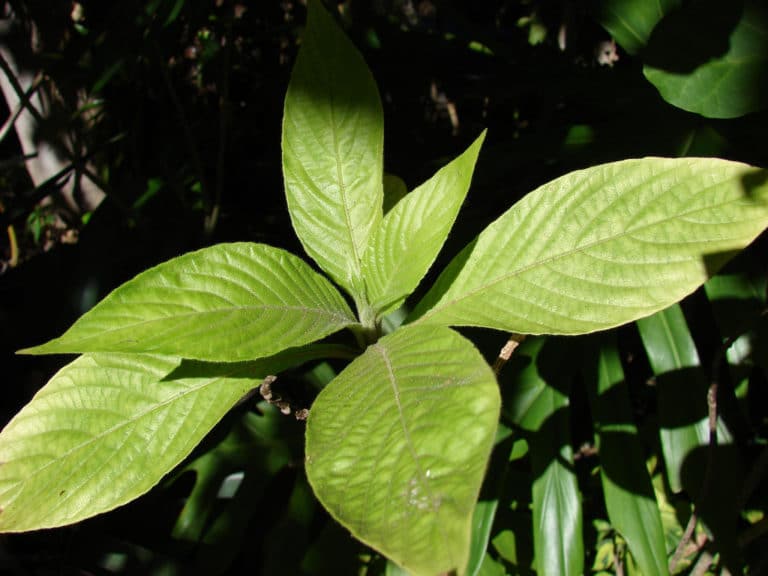 Aphelandra (Aphelandra)