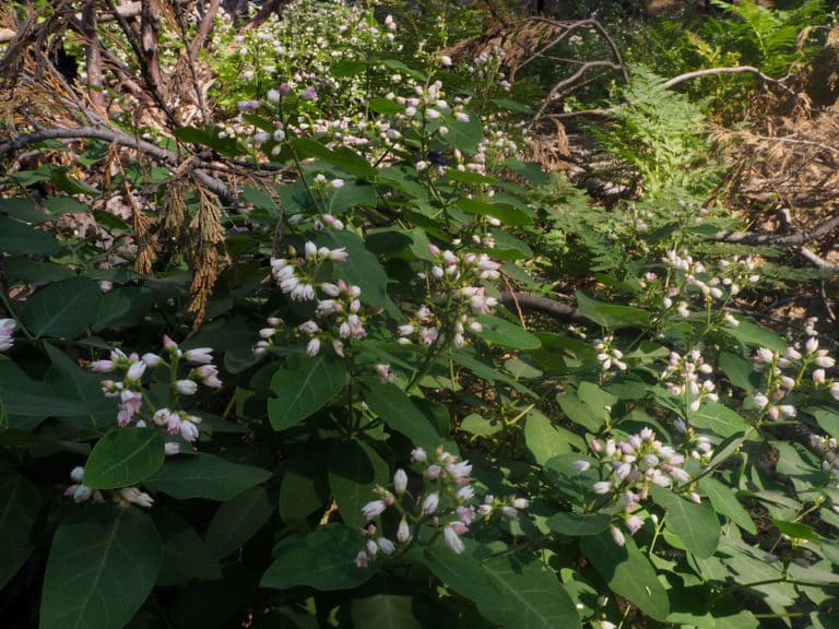Apocyne (Apocynum)