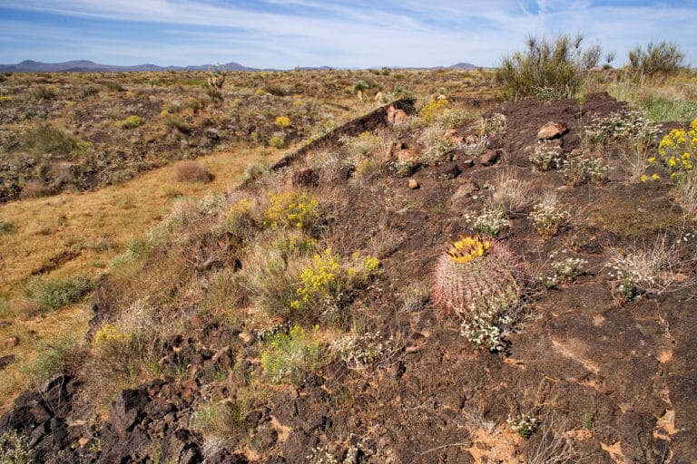 Apodanthera (Apodanthera)