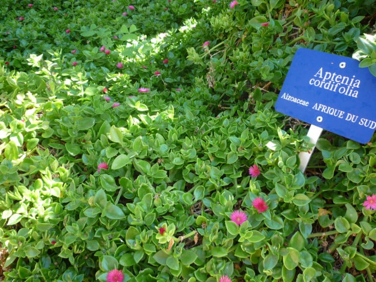 Apténie (Aptenia)