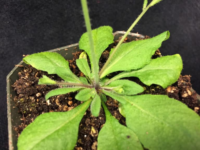 Arabidopsis (Arabidopsis)