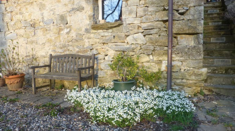 Arabis (Arabis)