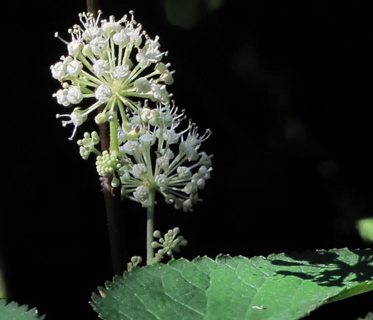 Aralie (Aralia)