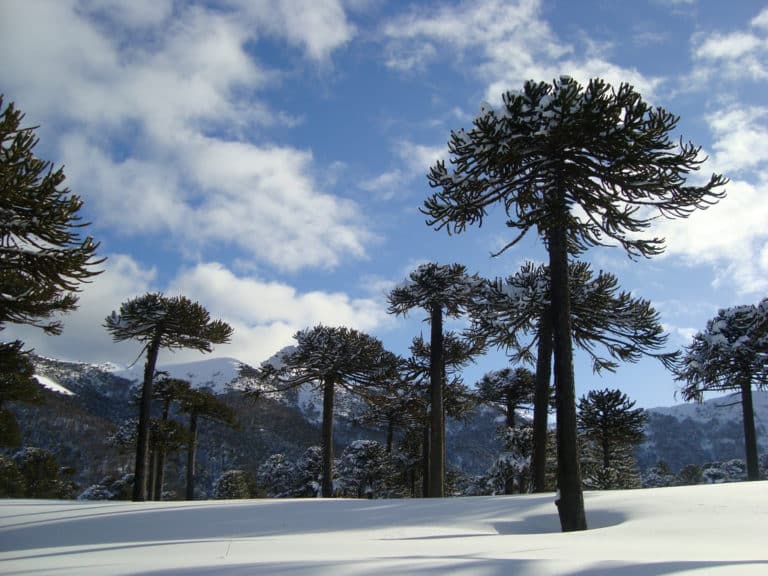 Araucaria (Araucaria)